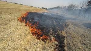 عاملان آتش‌سوزی گندمزارهای جوین خراسان رضوی دستگیر شدند