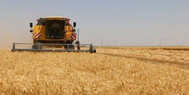 رشد ۲۰۳ درصدی خرید گندم از کشاورزان فارس