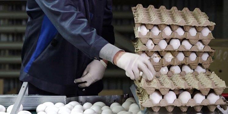 تولید روزانه ۴۰۰تن تخم مرغ در خراسان رضوی