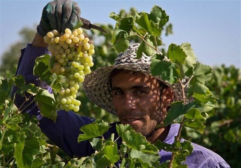 ۱۴ هزار تن انگور در جوین خراسان رضوی تولید شد
