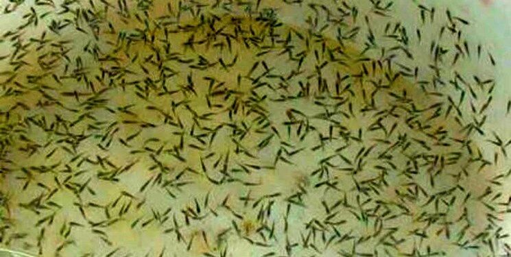 خط اعتبار ویژه شیلات بوشهر برای پرورش ماهی در استخرهای کشاورزی