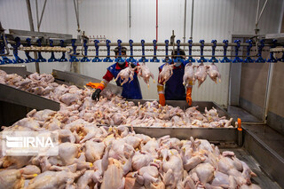 مشکل در تامین جوجه یکروزه و نهاده طیور علت افزایش قیمت مرغ