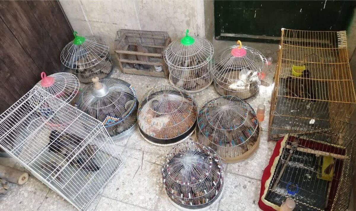 کشف بیش از ۸۰ قطعه پرنده وحشی در جمعه بازار پرندگان مشهد