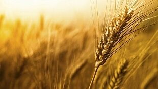 برداشت یک میلیون و ۷۱۸ هزار تن محصول گندم در خوزستان