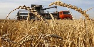 خرید تضمینی گندم در سبزوار ۶۰ درصد افزایش داشته است