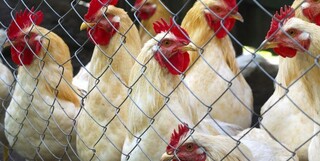 کاهش قیمت مرغ در گرو تسریع وزارت جهاد در تأمین نهاده