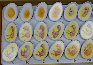 دستور معدوم‌سازی ۱۹ میلیون تخم نطفه‌دار را صادر کردند