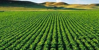جایگاه اول تا دهم ایران در جهان در تولید ۲۲ محصول کشاورزی
