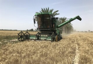 خرید ۱۵۲۰ تن گندم بذری از گندم‌کاران سیستان و بلوچستان
