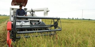 ظهور خوشه برنج در ۱۲۶ هزار هکتار شالیزار مازندران