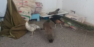 کشف ۱۸ قطعه پرنده طاووس از یک منزل مسکونی در تایباد