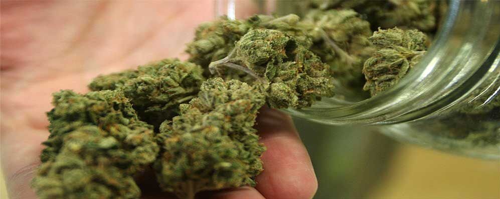 گیاهی که جان میلیونها نفر را گرفته است!