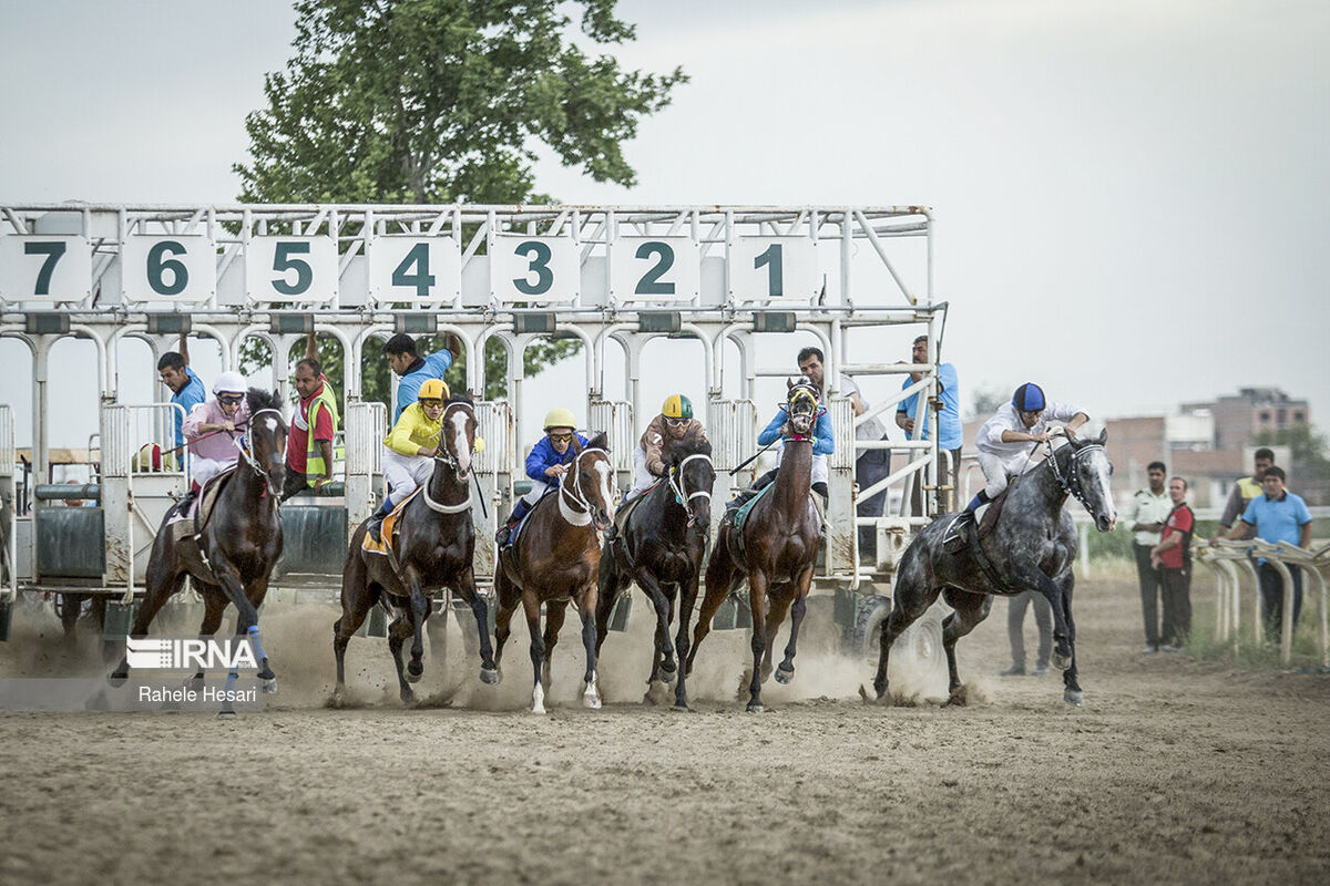 اسب‌های برتر هفته یازدهم مسابقات کورس گنبدکاووس معرفی شدند