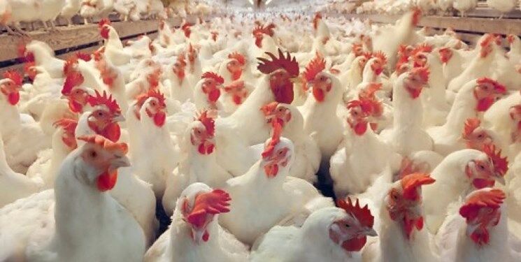 ابراز نگرانی اعضای کمیسیون کشاورزی از قیمت‌ بالای مرغ در بازار