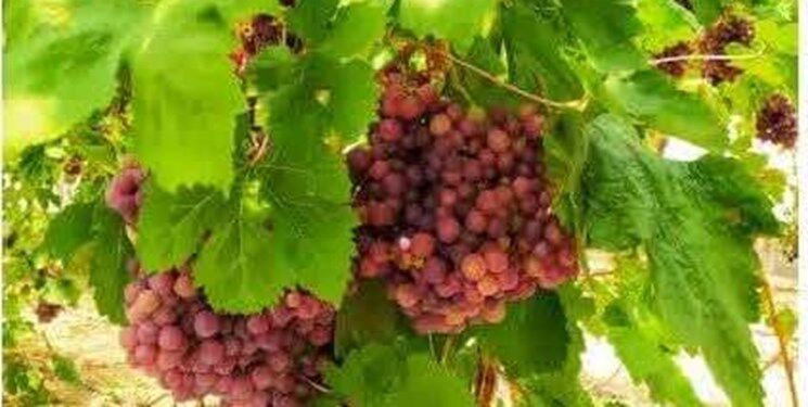 برداشت سالانه بیش از ۱۳ هزار تن انگور از باغات استان ایلام