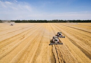قیمت گندم پس از عدم تمدید توافق غلات روسیه ۳ درصد افزایش یافت