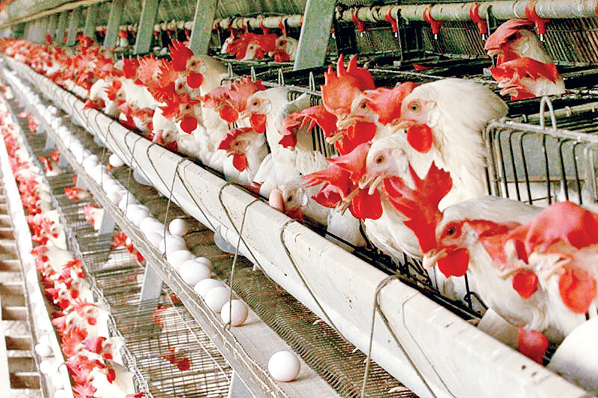 افزایش واردات گوشت قرمز و مرغ به کشور با هدف تنظیم بازار/ کاهش قیمت در راه است