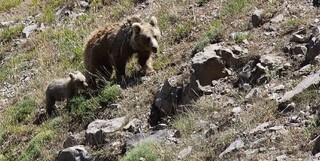مشاهده ۲ قلاده خرس قهوه ای در خطر انقراض در الموت