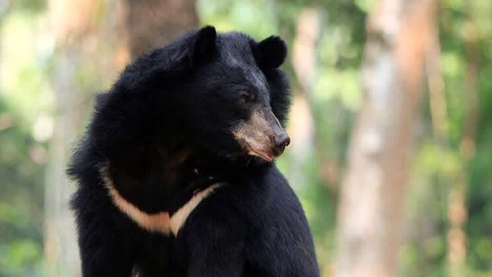 کشف ۲ خرس سیاه بلوچی/ ۲۵۰ متخلف دستگیر شدند