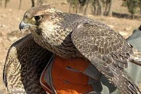 هشدار کارشناسان در خصوص انقراض «بالابان» / صیادان شکارچی صید باندهای قاچاق میشوند