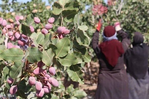 درختهای پسته رفسنجان نذر عباس (ع) میشوند