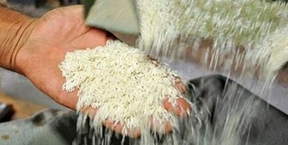 خرید برنج مازاد کشاورزان از فردا آغاز می‌شود