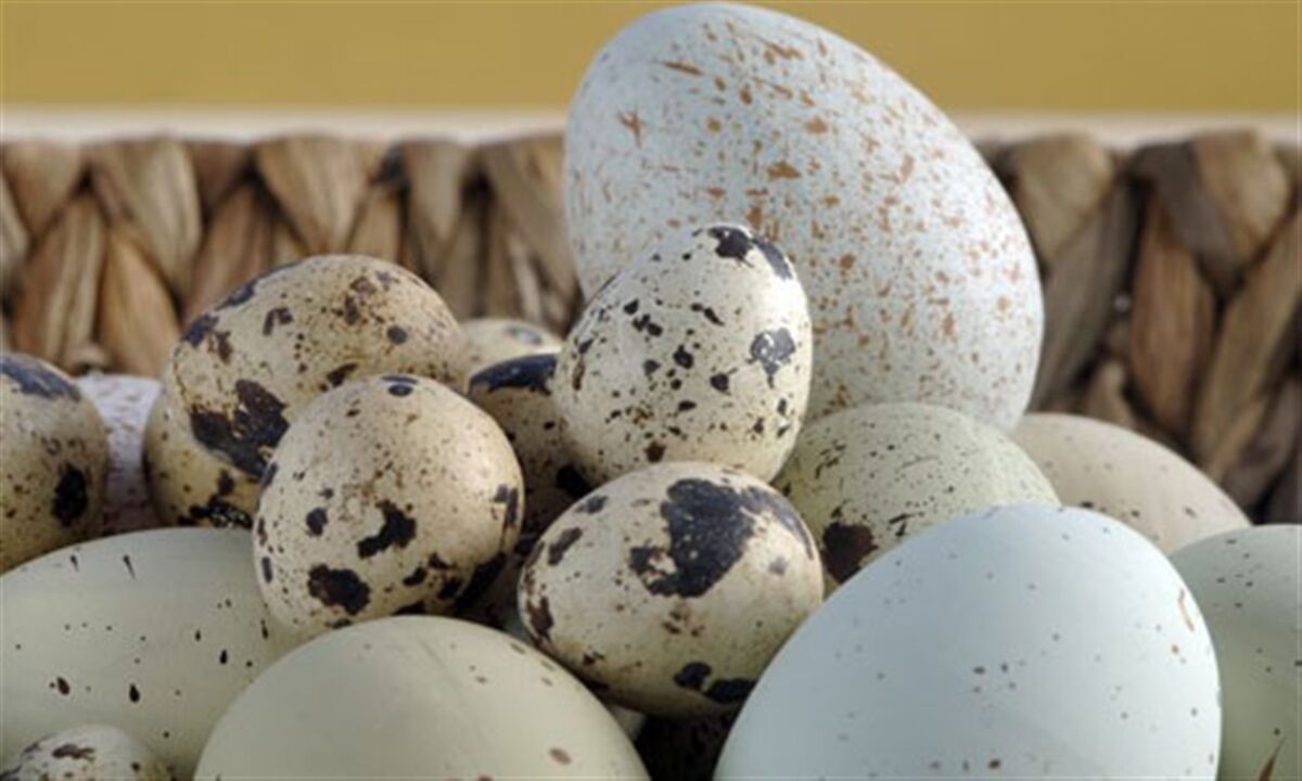 نظر یک فوق تخصص گوارش و کبد کودکان؛ آیا تخم کبوتر برای زبان باز کردن کودک مفید است؟