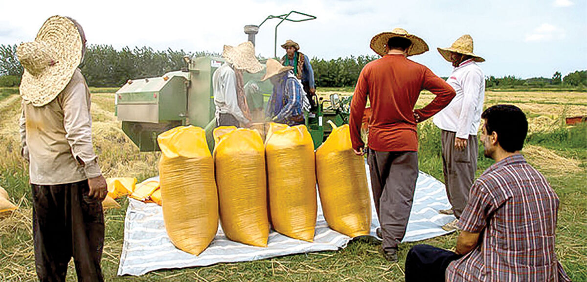 بررسی بی‌سروسامانی بازار برنج با وجود افزایش واردات/ برد دلالان باخت برنج‌کاران