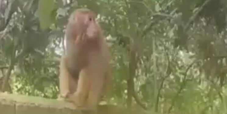 تحویل میمون سرگردان به باغ‌وحش بابلسر