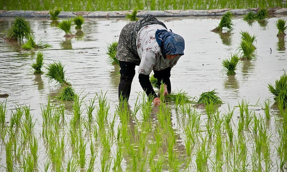برنج‌های کشاورزان ظرف یک ماه آینده از سوی دولت خریداری می‌شود/مخبر: رضایت کشاورزان و مصرف کنندگان را باید تامین کنیم