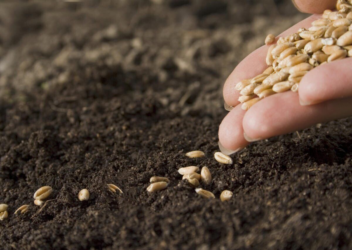 ۹۸ درصد از بذر مورد نیاز کشور در داخل تولید می‌شود