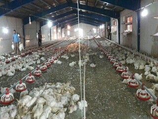 قطع برق و گرما عامل تلف شدن ۸۵۰۰ قطعه مرغ در گناباد