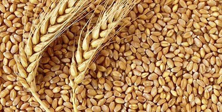 خرید بیش از ۴۷۲ هزار تن گندم در لرستان