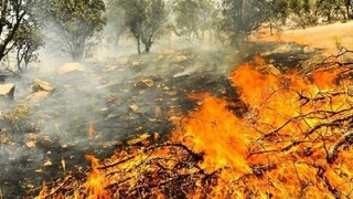خطر افزایش آتش سوزی در جنگل ها/ توصیه های فرمانده یگان حفاظت سازمان منابع طبیعی و آبخیزداری به شهروندان