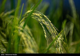 اعلام نرخ جدید خرید توافقی برنج پرمحصول در مازندران/ برنج فجر ‌به سبد خرید ‌اضافه شد