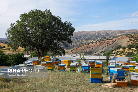گزارش تصویری I پرورش زنبور عسل