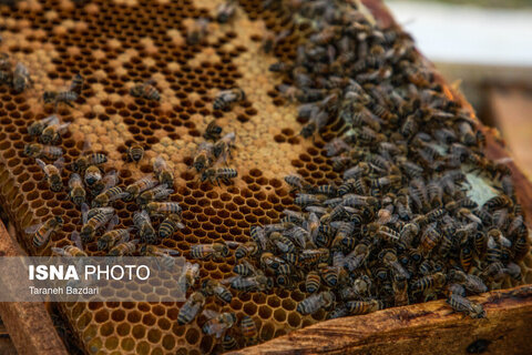 گزارش تصویری I پرورش زنبور عسل