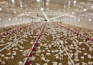 تولید ۳۴۰۰ تن گوشت مرغ در استان بوشهر