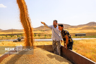 خرید تضمینی گندم در استان سمنان ۱۷ درصد افزایش یافت