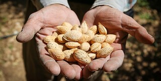 صادرات ۴۰۰ تن بادام از چهارمحال و بختیاری