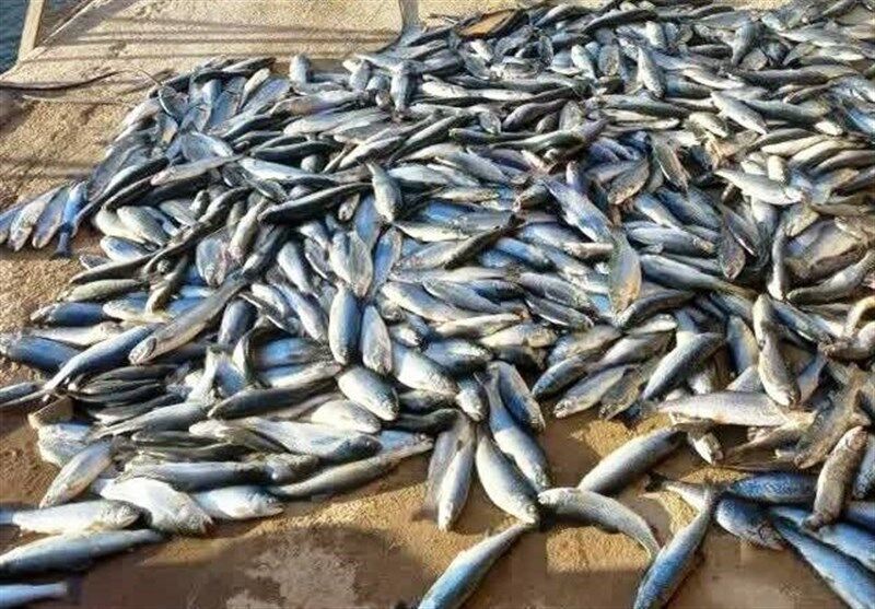 تلف شدن ۴۰۰ کیلوگرم ماهی در ازنا
