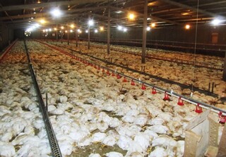 سه هزار و ۴۰۰ قطعه مرغ گوشتی در سلسله تلف شد