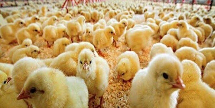 رشد ۱۲۰ درصدی جوجه‌ریزی مرغ در کهگیلویه و بویراحمد