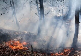 159هکتار از جنگل های باشت در آتش سوخت