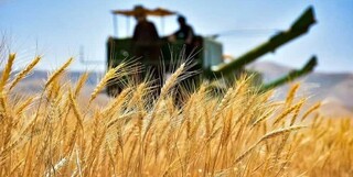 کام شیرین گندمکاران از خرید مناسب دولت به جای پرداخت ارز به‌ کشاورز خارجی‌