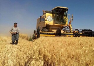 پایان خرید تضمینی گندم در مازندران/ ۱۱۸ هزار تن گندم از کشاورزان خریداری شد