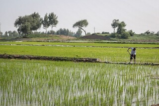تولید برنج چین به بیش از ۲۸ میلیون تن افزایش یافت