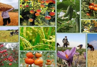 استقبال کم‌نظیر بخش خصوصی در توسعه بخش کشاورزی سیستان و بلوچستان