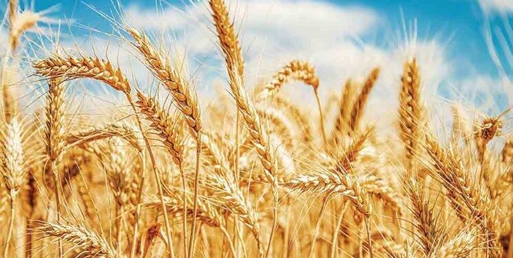 خرید تضمینی گندم در استان مرکزی ۲۷ درصد افزایش یافت