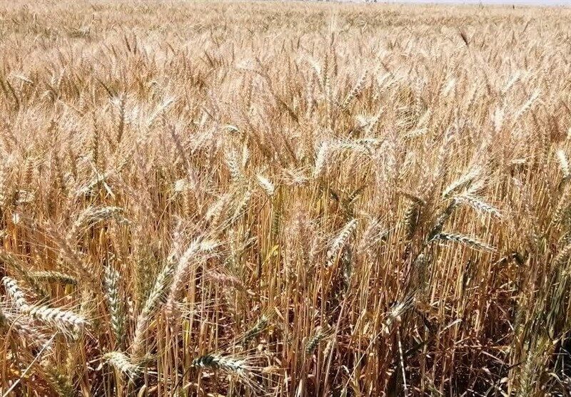 وزیر جهاد کشاورزی: پایداری وخودکفایی در تولید گندم را درکشورادامه می دهیم